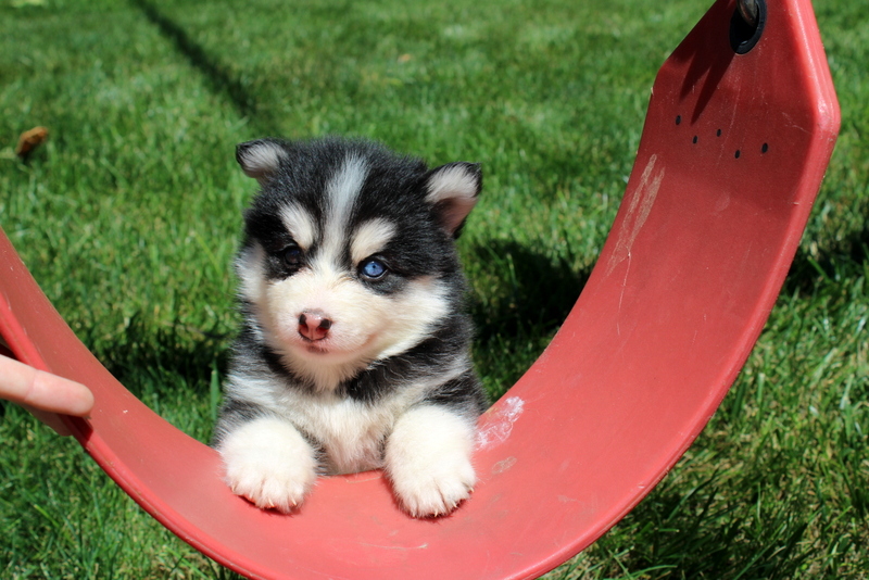 puppy, for, sale, Pomsky, Matthew B. Stoltzfus, dog, breeder, Gap, PA, dog-breeder, puppy-for-sale, forsale, nearby, find, puppyfind, locator, puppylocator, aca